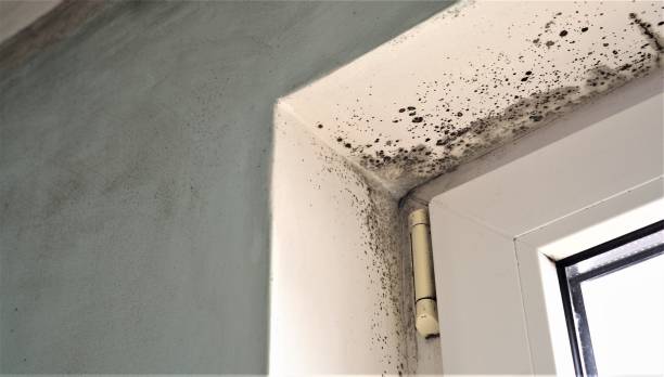 Best Mold Prevention Services  in Ainsworth, NE