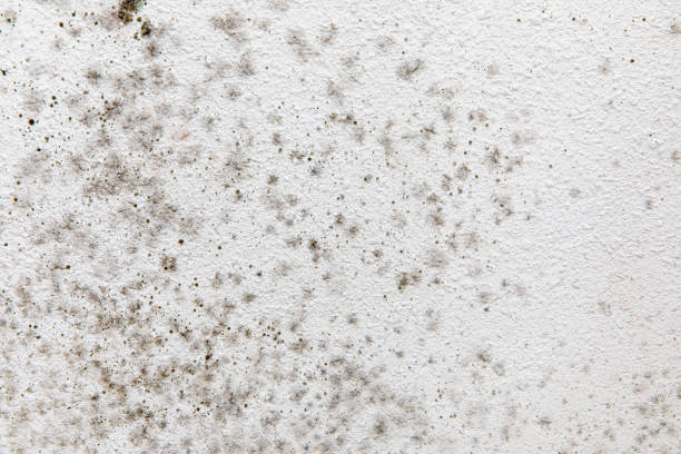 Best Residential Mold Inspection & Testing  in Ainsworth, NE